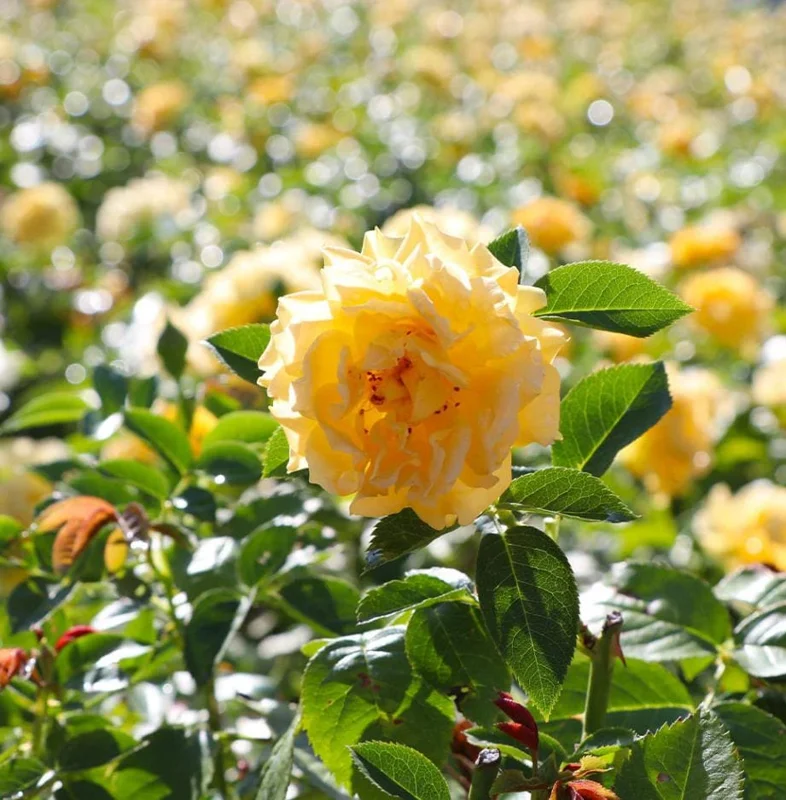 Julia Child Rose Live Plant - Yellow Floribunda Bush for Outdoor Garden, 4-7 Inch Tall Julia Child Rose Live Plant - Yellow Floribunda Bush for Outdoor Garden, 4-7 Inch Tall - Image 3