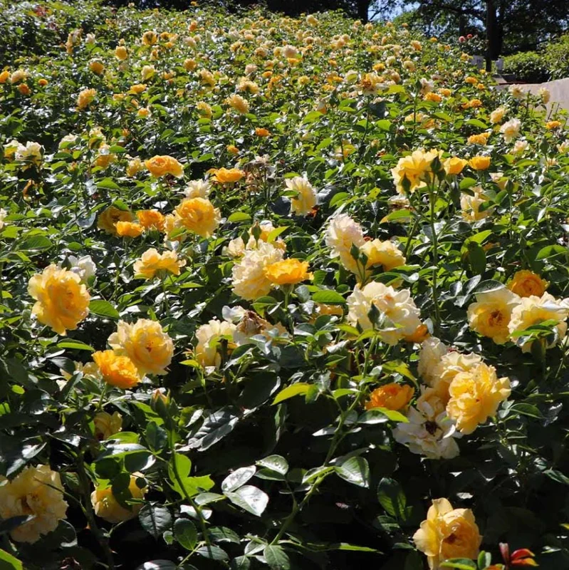 Julia Child Rose Live Plant - Yellow Floribunda Bush for Outdoor Garden, 4-7 Inch Tall Julia Child Rose Live Plant - Yellow Floribunda Bush for Outdoor Garden, 4-7 Inch Tall - Image 4