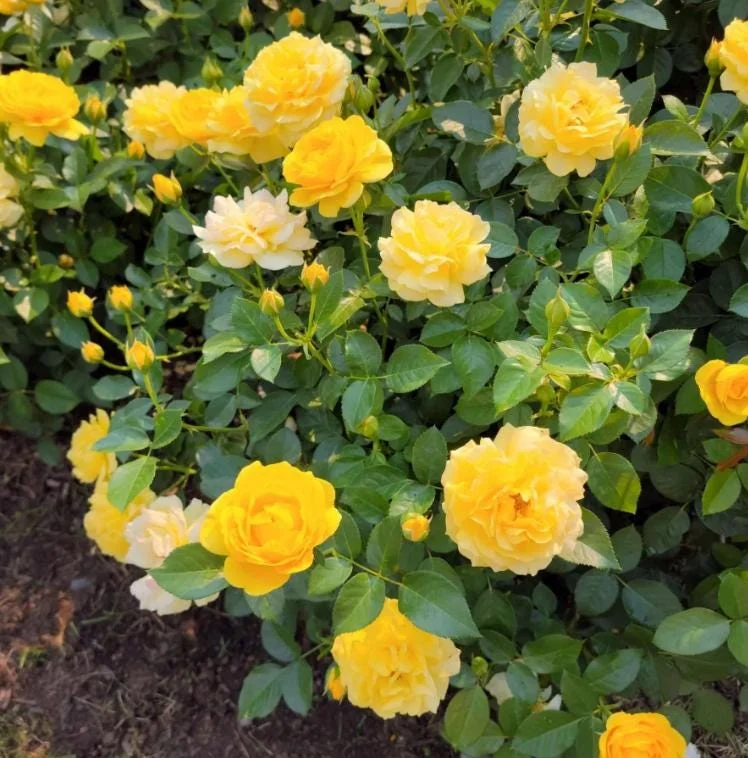 Julia Child Rose Live Plant - Yellow Floribunda Bush for Outdoor Garden, 4-7 Inch Tall Julia Child Rose Live Plant - Yellow Floribunda Bush for Outdoor Garden, 4-7 Inch Tall - Image 6