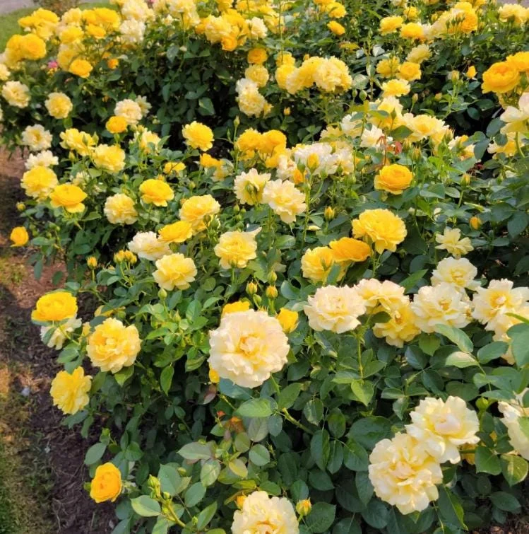 Julia Child Rose Live Plant - Yellow Floribunda Bush for Outdoor Garden, 4-7 Inch Tall Julia Child Rose Live Plant - Yellow Floribunda Bush for Outdoor Garden, 4-7 Inch Tall - Image 7