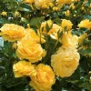 Julia Child Rose Live Plant - Yellow Floribunda Bush for Outdoor Garden, 4-7 Inch Tall - Image 1
