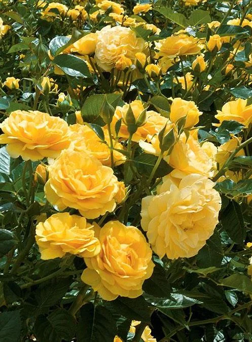 Julia Child Rose Live Plant - Yellow Floribunda Bush for Outdoor Garden, 4-7 Inch Tall Julia Child Rose Live Plant - Yellow Floribunda Bush for Outdoor Garden, 4-7 Inch Tall - Image 1