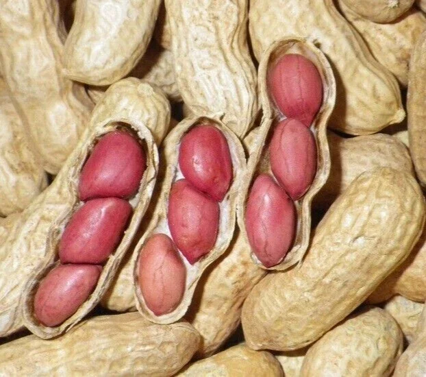 Jumbo Bailey Virginia Peanut Seeds for Planting - 113g Pea Nut Seed - Outdoor Jumbo Bailey Virginia Peanut Seeds for Planting - 113g Pea Nut Seed - Outdoor - Image 2