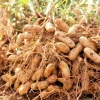 Jumbo Bailey Virginia Peanut Seeds for Planting - 113g Pea Nut Seed - Outdoor Jumbo Bailey Virginia Peanut Seeds for Planting - 113g Pea Nut Seed - Outdoor - Image 1