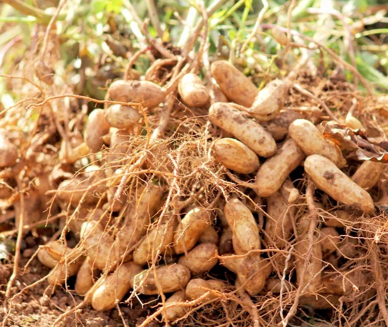 Jumbo Bailey Virginia Peanut Seeds for Planting - 113g Pea Nut Seed - Outdoor Jumbo Bailey Virginia Peanut Seeds for Planting - 113g Pea Nut Seed - Outdoor - Image 1