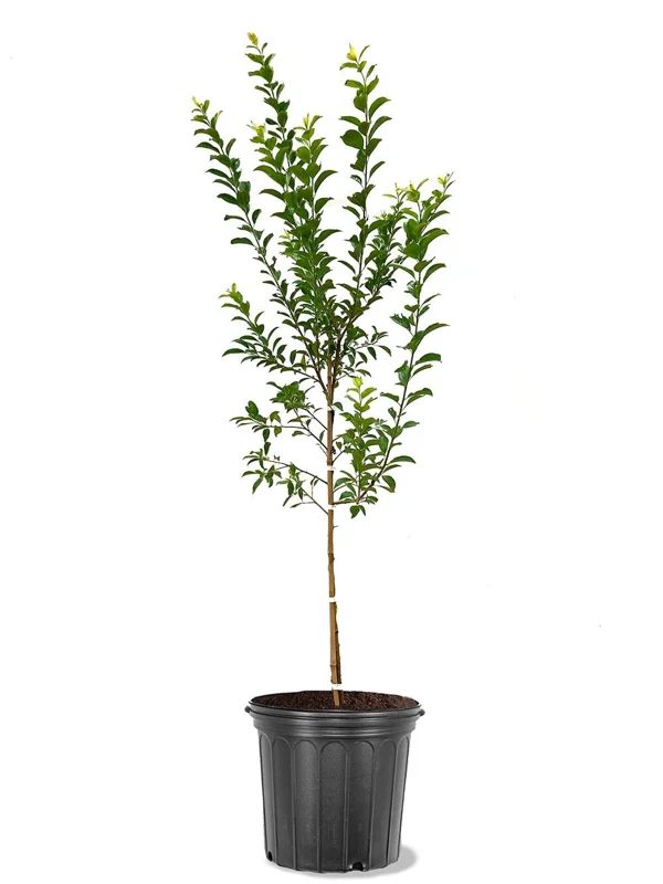 June Red Plum Tree Live Plant – 3-4 Ft Tall – 5 Gallon Pot – Outdoor Fruit Tree - Image 2