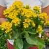 Kalanchoe Blossfeldiana Live Plant 4.5 Inch Pot – Flaming Katy Flowering Houseplant - Image 1