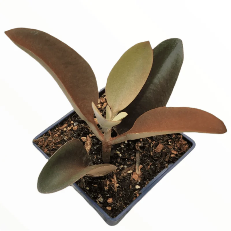 Kalanchoe Copper Spoons Succulent Live Plant 4 inch Bare Root Outdoor Kalanchoe Copper Spoons Succulent Live Plant 4 inch Bare Root Outdoor - Image 2