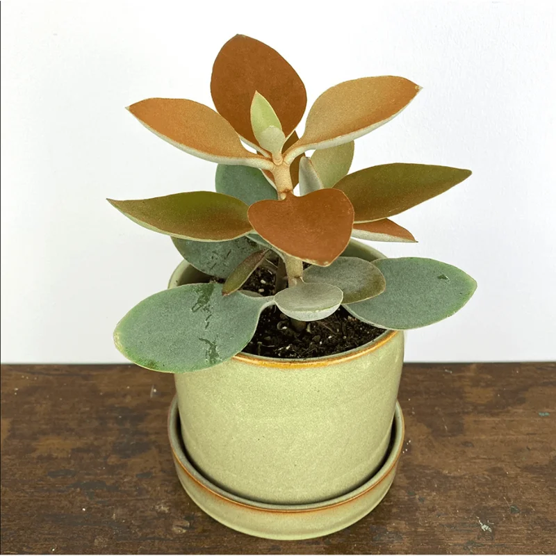 Kalanchoe Copper Spoons Succulent Live Plant 4 inch Bare Root Outdoor Kalanchoe Copper Spoons Succulent Live Plant 4 inch Bare Root Outdoor - Image 3