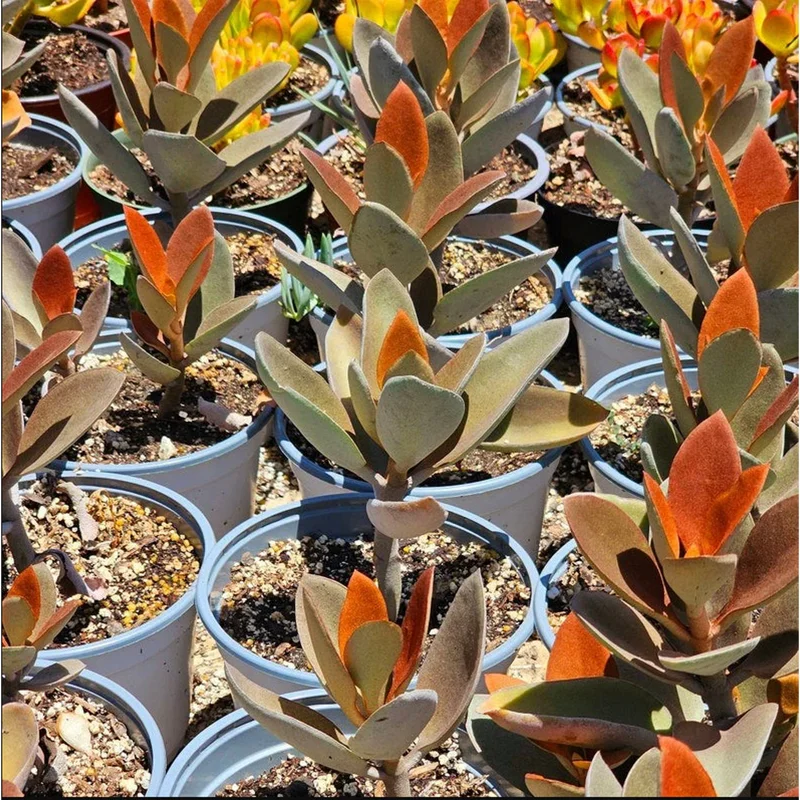 Kalanchoe Copper Spoons Succulent Live Plant 4 inch Bare Root Outdoor Kalanchoe Copper Spoons Succulent Live Plant 4 inch Bare Root Outdoor - Image 4