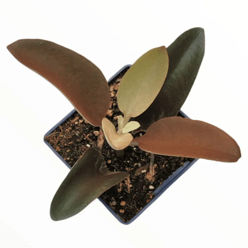 Kalanchoe Copper Spoons Succulent Live Plant 4 inch Bare Root Outdoor Kalanchoe Copper Spoons Succulent Live Plant 4 inch Bare Root Outdoor - Image 5