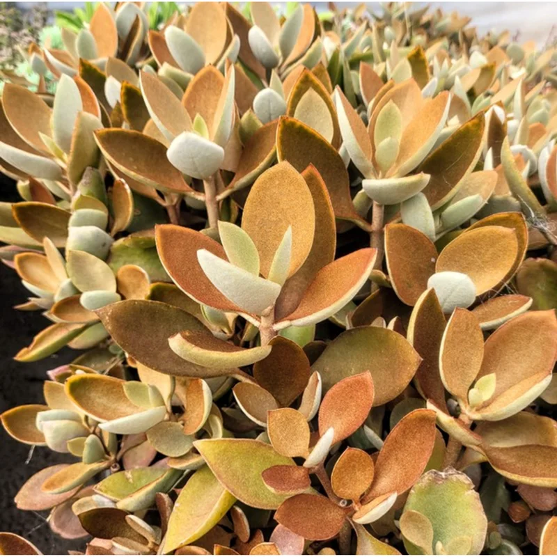 Kalanchoe Copper Spoons Succulent Live Plant 4 inch Bare Root Outdoor Kalanchoe Copper Spoons Succulent Live Plant 4 inch Bare Root Outdoor - Image 6