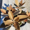 Kalanchoe Copper Spoons Succulent Live Plant 4 inch Bare Root Outdoor - Image 1