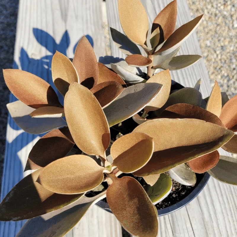 Kalanchoe Copper Spoons Succulent Live Plant 4 inch Bare Root Outdoor Kalanchoe Copper Spoons Succulent Live Plant 4 inch Bare Root Outdoor - Image 1