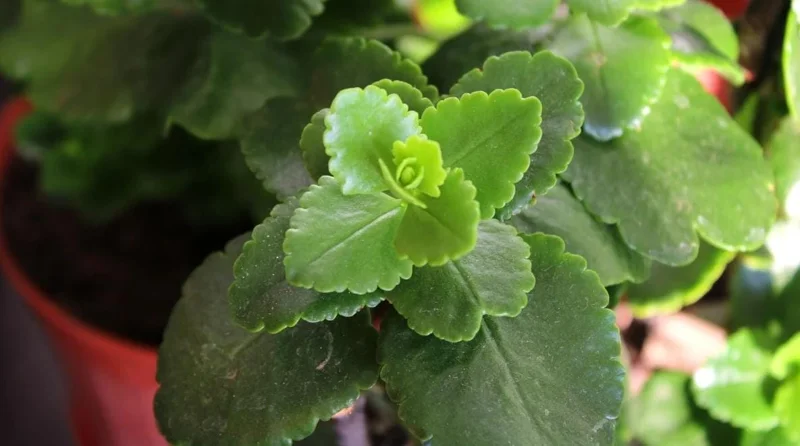 Kalanchoe Live Plant – 6-inch Tall – 4-inch Pot – Double Red Flower with Yellow Edge – Indoor Succulent - Image 2