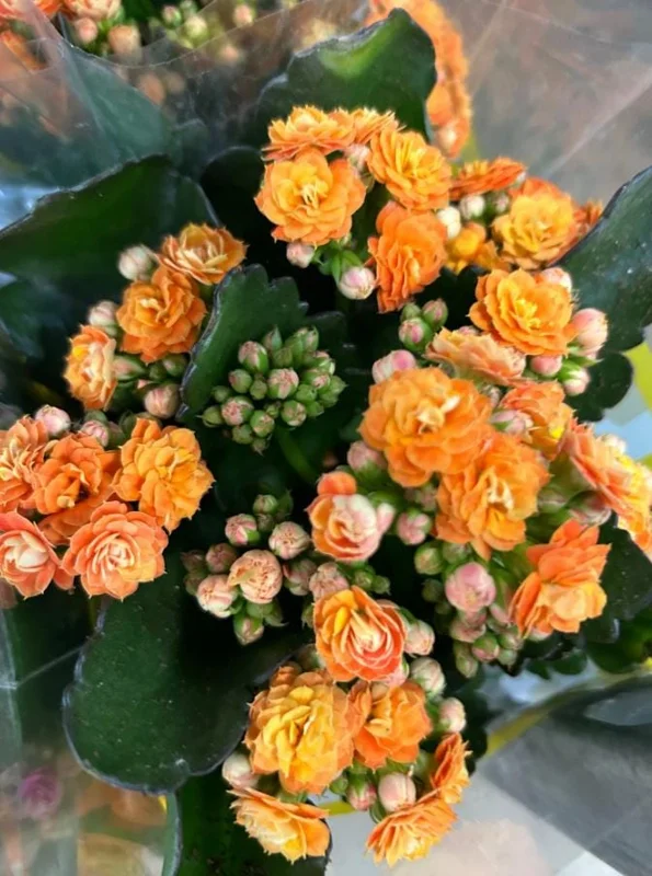 Kalanchoe Live Plant – 6-inch Tall – 4-inch Pot – Double Red Flower with Yellow Edge – Indoor Succulent - Image 1