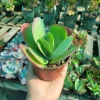 Kalanchoe Luciae Flapjack Succulent Live Plant 4in Pot Indoor/Outdoor - Image 1