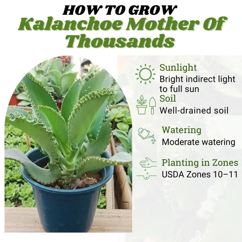 Kalanchoe Mother of Thousands Live Plant - 4-7 inches Tall in 4 inch Pot, Indoor Succulent Kalanchoe Mother of Thousands Live Plant - 4-7 inches Tall in 4 inch Pot, Indoor Succulent - Image 2