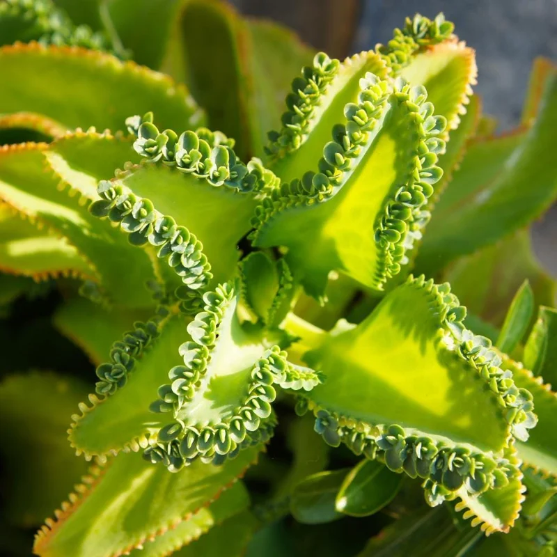 Kalanchoe Mother of Thousands Live Plant - 4-7 inches Tall in 4 inch Pot, Indoor Succulent Kalanchoe Mother of Thousands Live Plant - 4-7 inches Tall in 4 inch Pot, Indoor Succulent - Image 3