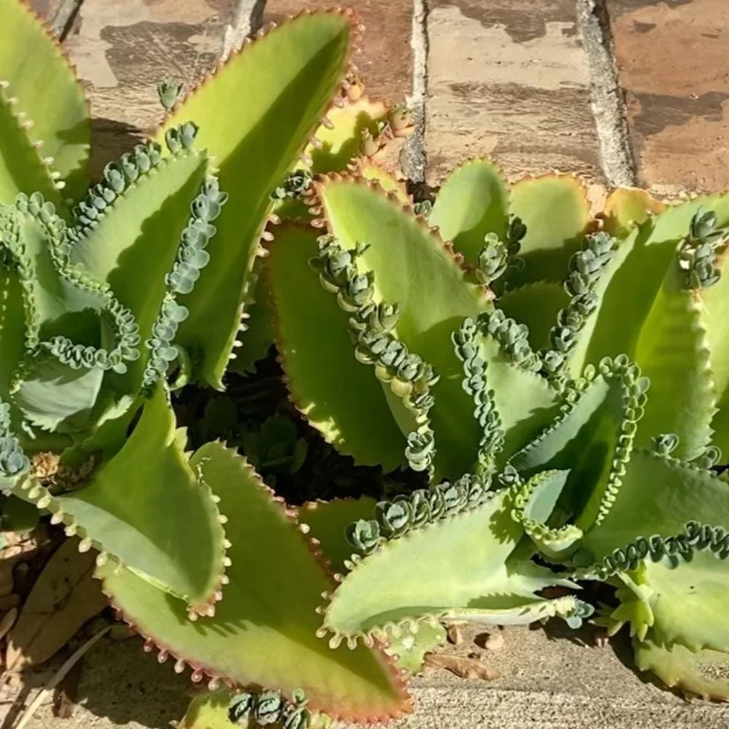 Kalanchoe Mother of Thousands Live Plant - 4-7 inches Tall in 4 inch Pot, Indoor Succulent Kalanchoe Mother of Thousands Live Plant - 4-7 inches Tall in 4 inch Pot, Indoor Succulent - Image 4
