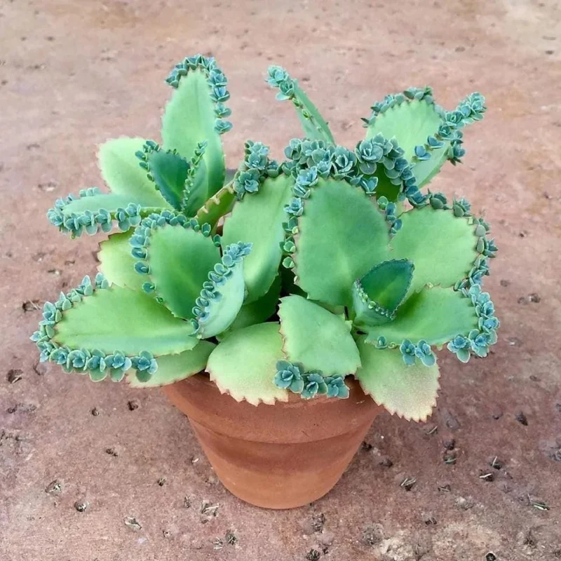 Kalanchoe Mother of Thousands Live Plant - 4-7 inches Tall in 4 inch Pot, Indoor Succulent Kalanchoe Mother of Thousands Live Plant - 4-7 inches Tall in 4 inch Pot, Indoor Succulent - Image 5
