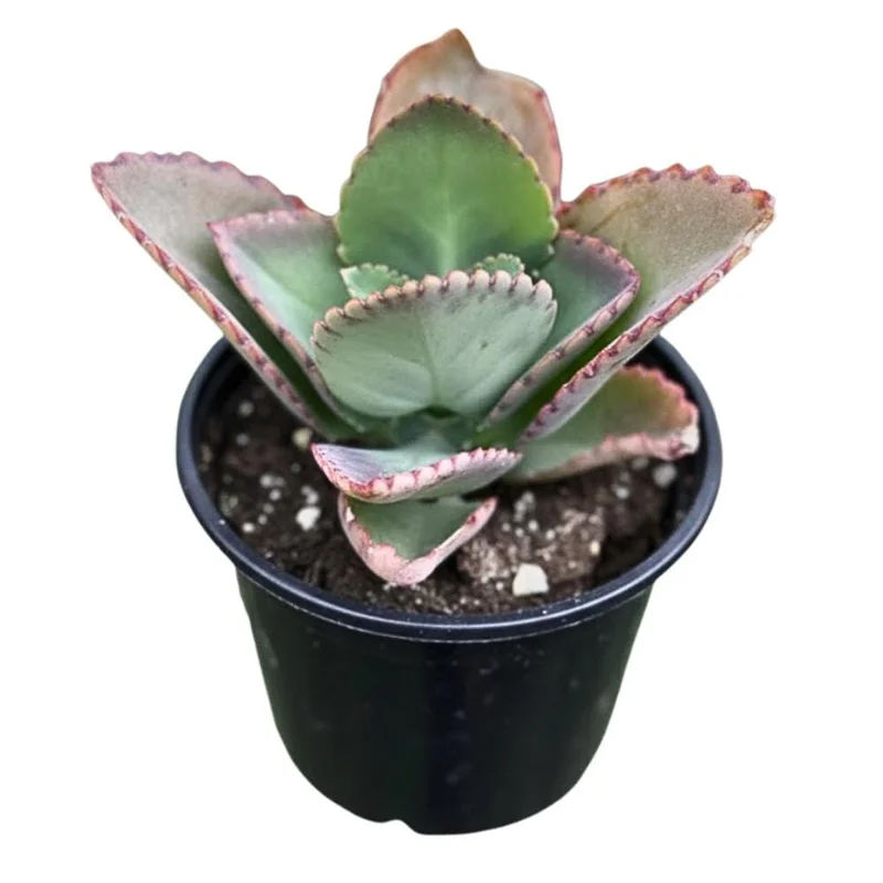 Kalanchoe Mother of Thousands Live Plant - 4-7 inches Tall in 4 inch Pot, Indoor Succulent Kalanchoe Mother of Thousands Live Plant - 4-7 inches Tall in 4 inch Pot, Indoor Succulent - Image 1
