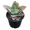 Kalanchoe Mother of Thousands Live Plant - 4-7 inches Tall in 4 inch Pot - Indoor Succulent - Image 1