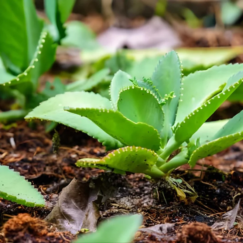 Kalanchoe Mother of Thousands Live Plant - 4-7 inches Tall in 4 inch Pot, Indoor Succulent Kalanchoe Mother of Thousands Live Plant - 4-7 inches Tall in 4 inch Pot, Indoor Succulent - Image 7