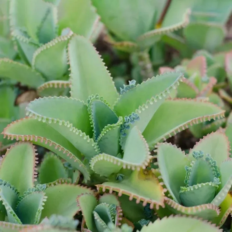 Kalanchoe Mother of Thousands Live Plant - 4-7 inches Tall in 4 inch Pot, Indoor Succulent Kalanchoe Mother of Thousands Live Plant - 4-7 inches Tall in 4 inch Pot, Indoor Succulent - Image 8