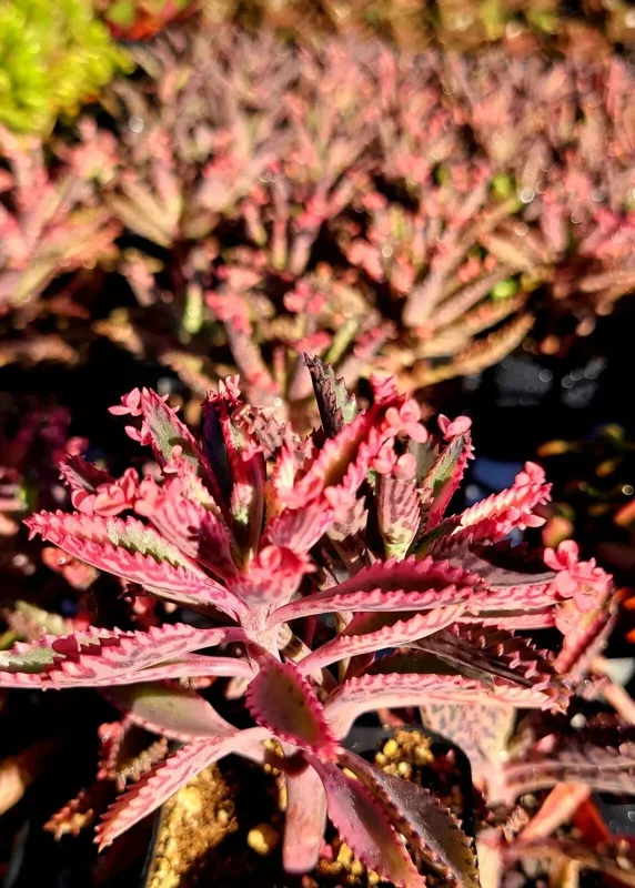 Kalanchoe Pink Butterflies Seeds - Rare Succulent Plant - 25 Seeds - Indoor/Outdoor Kalanchoe Pink Butterflies Seeds - Rare Succulent Plant - 25 Seeds - Indoor/Outdoor - Image 2