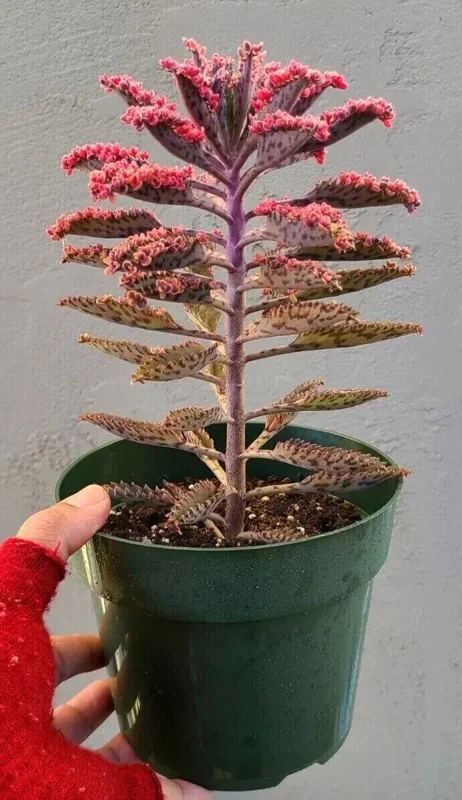 Kalanchoe Pink Butterflies Seeds - Rare Succulent Plant - 25 Seeds - Indoor/Outdoor Kalanchoe Pink Butterflies Seeds - Rare Succulent Plant - 25 Seeds - Indoor/Outdoor - Image 3