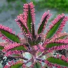 Kalanchoe Pink Butterflies Seeds - Rare Succulent Plant - 25 Seeds - Indoor/Outdoor Kalanchoe Pink Butterflies Seeds - Rare Succulent Plant - 25 Seeds - Indoor/Outdoor - Image 1
