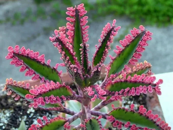 Kalanchoe Pink Butterflies Seeds - Rare Succulent Plant - 25 Seeds - Indoor/Outdoor Kalanchoe Pink Butterflies Seeds - Rare Succulent Plant - 25 Seeds - Indoor/Outdoor - Image 1