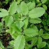 Kalanchoe Pinnata Live Plant – 4 Inch Pot – Succulent Starter Plant – Indoor/Outdoor - Image 1