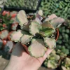 Kalanchoe Stained Glass Live Plant - Variegated Succulent - 2in or 4in Pot - Image 1
