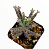 Kalanchoe Tubiflora 'Mother of Millions' Succulent Live Plant 2 Inch Pot Kalanchoe Tubiflora 'Mother of Millions' Succulent Live Plant 2 Inch Pot - Image 1