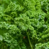 Kale Live Plant – 4-6 Inches Tall – Leafy Green Vegetable – 2 Plants in Pot – Indoor/Outdoor - Image 1