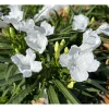 Katie's Dwarf White Ruellia Live Plant - 4 Pack Mexican Petunia, White Flowers, 4-9 Inch Tall Katie's Dwarf White Ruellia Live Plant - 4 Pack Mexican Petunia, White Flowers, 4-9 Inch Tall - Image 1
