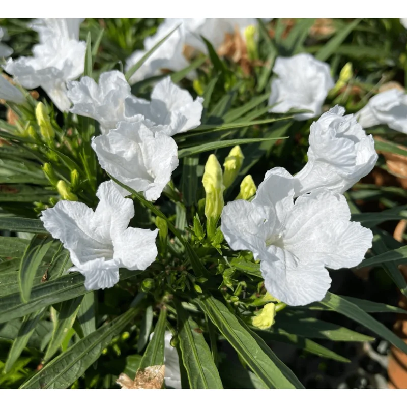 Katie's Dwarf White Ruellia Live Plant - 4 Pack Mexican Petunia, White Flowers, 4-9 Inch Tall Katie's Dwarf White Ruellia Live Plant - 4 Pack Mexican Petunia, White Flowers, 4-9 Inch Tall - Image 1