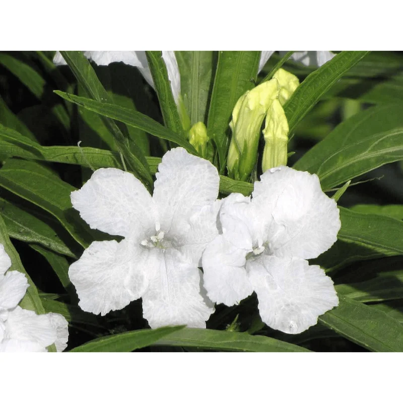Katie's Dwarf White Ruellia Live Plant - 4 Pack Mexican Petunia, White Flowers, 4-9 Inch Tall Katie's Dwarf White Ruellia Live Plant - 4 Pack Mexican Petunia, White Flowers, 4-9 Inch Tall - Image 3