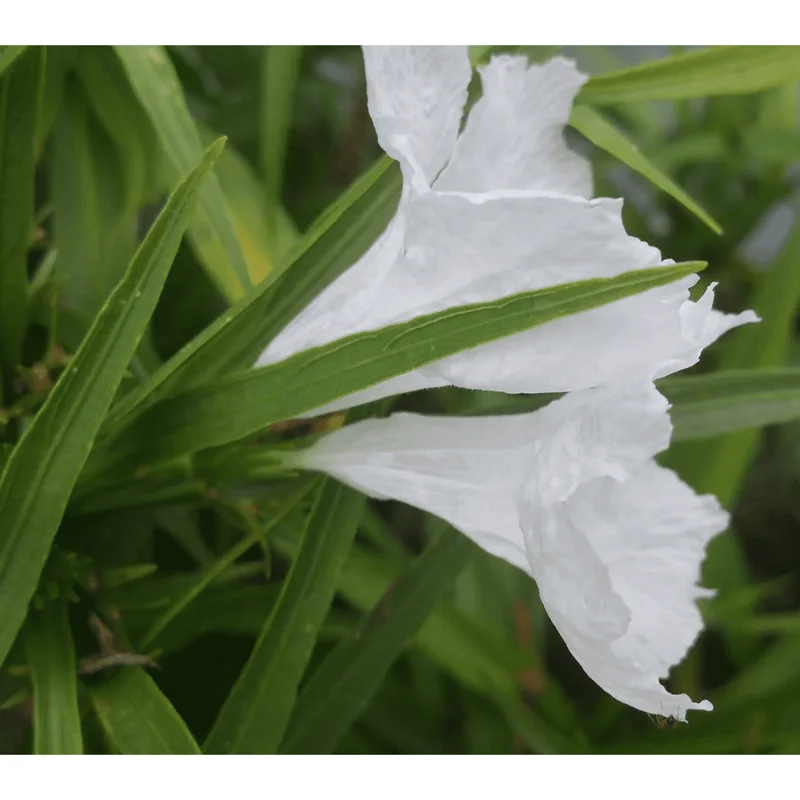 Katie's Dwarf White Ruellia Live Plant - 4 Pack Mexican Petunia, White Flowers, 4-9 Inch Tall Katie's Dwarf White Ruellia Live Plant - 4 Pack Mexican Petunia, White Flowers, 4-9 Inch Tall - Image 4