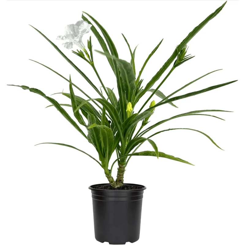 Katie's Dwarf White Ruellia Live Plant - 4 Pack Mexican Petunia, White Flowers, 4-9 Inch Tall Katie's Dwarf White Ruellia Live Plant - 4 Pack Mexican Petunia, White Flowers, 4-9 Inch Tall - Image 5