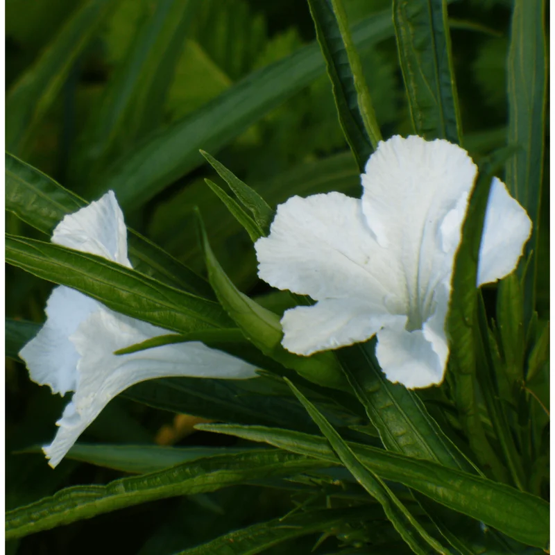 Katie's Dwarf White Ruellia Live Plant - 4 Pack Mexican Petunia, White Flowers, 4-9 Inch Tall Katie's Dwarf White Ruellia Live Plant - 4 Pack Mexican Petunia, White Flowers, 4-9 Inch Tall - Image 6
