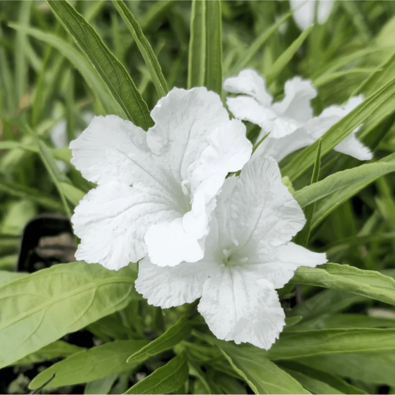 Katie's Dwarf White Ruellia Live Plant - 4 Pack Mexican Petunia, White Flowers, 4-9 Inch Tall Katie's Dwarf White Ruellia Live Plant - 4 Pack Mexican Petunia, White Flowers, 4-9 Inch Tall - Image 7