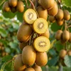 Kiwi Vine Live Plant 6-12 Inch Tall - Hardy Fruit for Trellis, Outdoor - Image 1