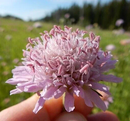 Knautia Lavender Pincushion Flower Seeds - 100 Seeds, Very Easy To Grow - Image 2