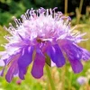 Knautia Lavender Pincushion Flower Seeds - 100 Seeds, Very Easy To Grow - Image 1