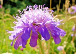 Knautia Lavender Pincushion Flower Seeds - 100 Seeds, Very Easy To Grow - Image 1