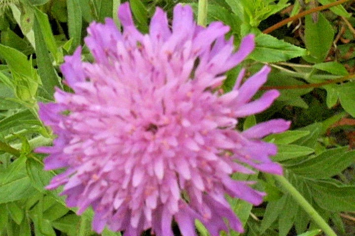 Knautia Mixed Colors 100 Perennial Flower Seeds - Red, Pink, Lavender Outdoor - Image 2