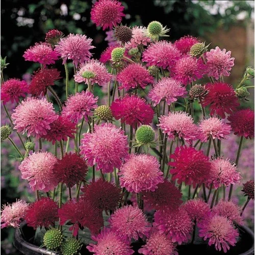 Knautia Pincushion Flower Seeds - 110 Mixed Red, Pink, Lavender Seeds, Easy Grow - Image 1